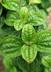 Cornus alba 'Hessei'